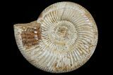 Jurassic Ammonite (Perisphinctes) Fossil - Madagascar #165995-1